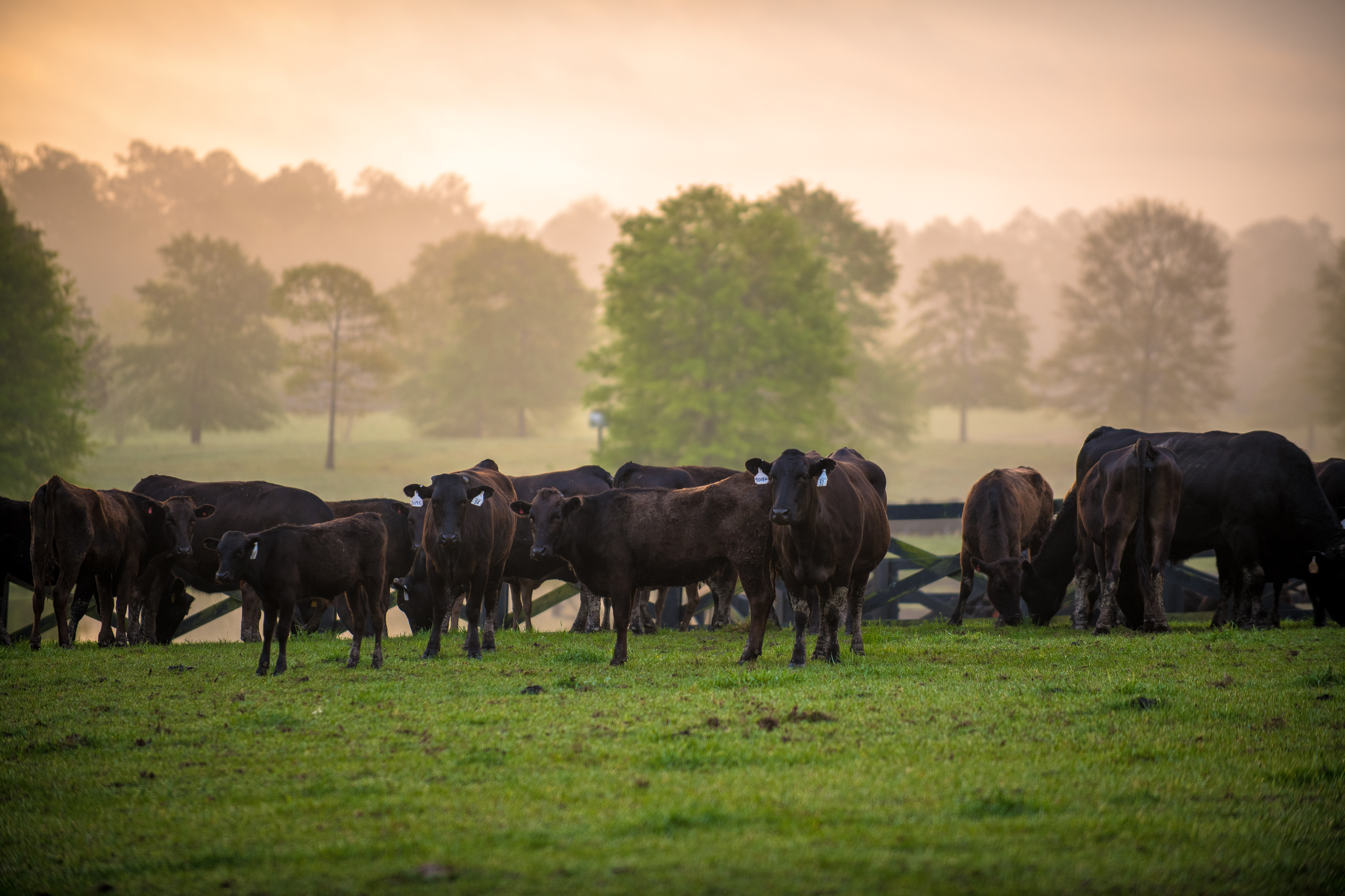 stonecreekcattle2018-385